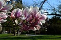 Magnolia en fleurs au Jardin botanique de Metz.