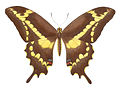 Papilio aristodemus (Island Swallowtail)