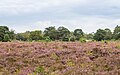 * Nomination Flowering heather (Mandefjild nature reserve near Bakkeveen) --Agnes Monkelbaan 04:59, 28 October 2024 (UTC) * Promotion  Support Good quality. --Ermell 05:14, 28 October 2024 (UTC)  Support Good quality.--Tournasol7 05:16, 28 October 2024 (UTC)