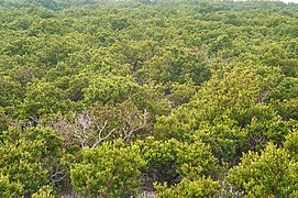 Mangroves in salt marshes of Al Khor Island.