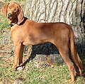 Redbone Coonhound