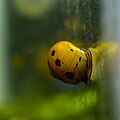 Vittina natalensis moving over aquarium glass