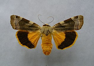 Bredbandat bandfly, Noctua fimbriata