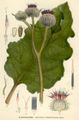 Arctium tomentosum plate 4 in: C.A.M Lindman: Bilder ur Nordens Flora first edition: (1901-1905) supp. edition (1917-1926)