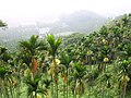 An Areca catechu plantation in Taiwan