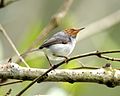 Jike la ashy tailorbird