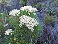 Berzelia lanuginosa i familien Bruniaceae