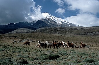 Alpaques a los pies del Chimborazo.