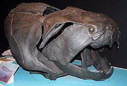 A Dunkleosteus terrelli fejének a rekonstrukciója