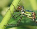 Houtpantserjuffer (Chalcolestes viridis)