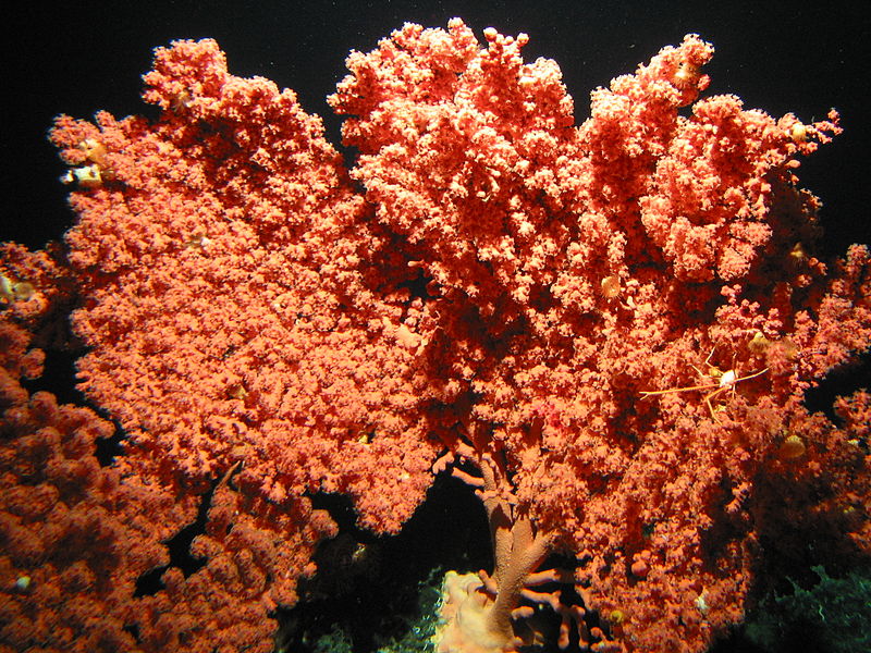 File:Expl0126 - Flickr - NOAA Photo Library.jpg