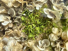 Green feather algae (Caulerpa sertularioides).jpg