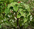 Leaves in Hyderabad, India.