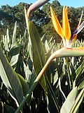 Strelitzia reginae and habitat