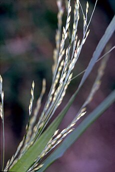 Zarotā sāre (Panicum dichotomiflorum)