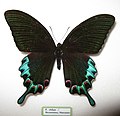 Papilio chikae (Luzon Peacock)