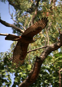 Red Goshawk.jpg