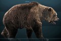 Urso-das-cavernas (Ursus spelaeus) um carnívoro