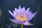 Nymphaea capensis