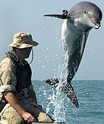 Tursiops truncatus (Common Bottlenose Dolphin)