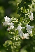 Ocimum-basilicum-flowers.jpg