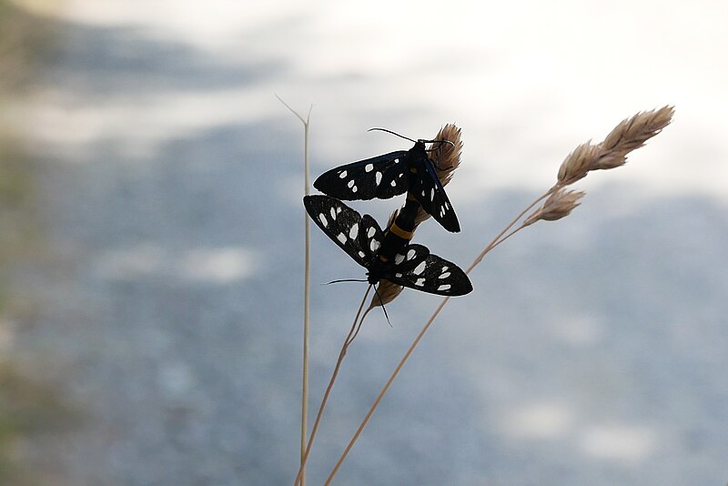 File:Amata phegea 159248837.jpg