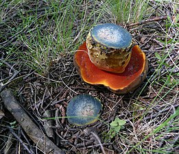 scarletina bolete (Boletus erythropus) edible when cooked