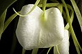 Brassavola nodosa Labellum