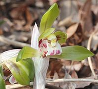 Cymbidium goeringii