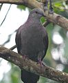 Dusky pigeon