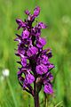 1826 Hattfjelldal lappmarihånd Dactylorhiza lapponica