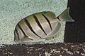 Acanthurus triostegus