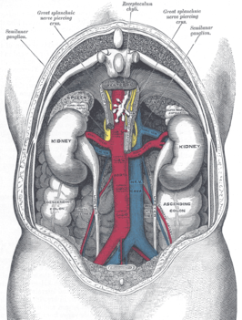 De aorta abdominalis met vertakkingen, de arteriae lumbares zijn aangegeven (alleen de stompjes zijn zichtbaar). Er zijn vier paren zichtbaar op verschillende hoogten.