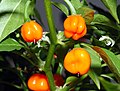 Habanero chili (C. chinense jacquin)- planta florida i amb fruits.