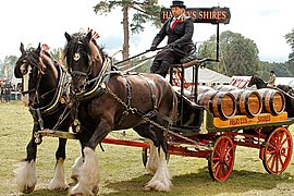 Deux très grands chevaux tractent un attelage avec des tonneaux, conduits par un homme.