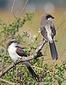 Long-tailed Fiscal