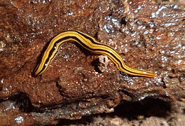 Luteostriata graffi