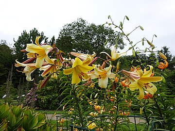 Lilies