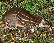 Cuniculus paca (Cuniculidae)