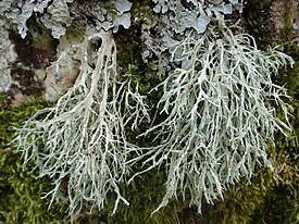 Рамалина мучнистая (Ramalina farinacea)