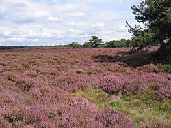 Heideveld van het Wekeromse Zand