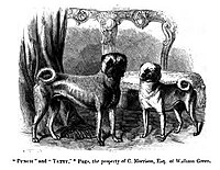 Engraving of the Pugs "Punch and Tetty" from the 1859 book "The Dog in Health and Disease"