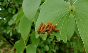 Feuille de mopane consommée par un groupe de jeunes chenilles