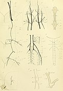 Atti della Accademia gioenia di scienze naturali in Catania (1886) (20338500642).jpg