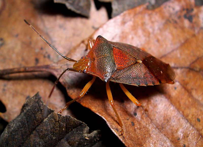 File:Acanthosoma denticauda 01 male hibernation color.jpg