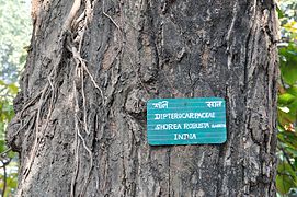 Détail du tronc, Jardin botanique indien, dans l'État du Bengale-Occidental, en Inde.