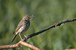 Beampiper (Anthus trivialis)