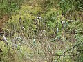 Blue winged Malabar parakeet roost