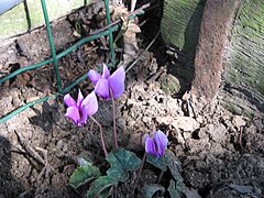 Cyclamen hederifolium ‘Amaze Me’.