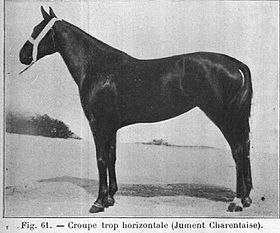 Jument charentaise dans le Guide pratique pour la connaissance et l'élevage du cheval, 1911.